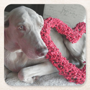 Rain's Love - Weimaraner Dog Paper Coaster