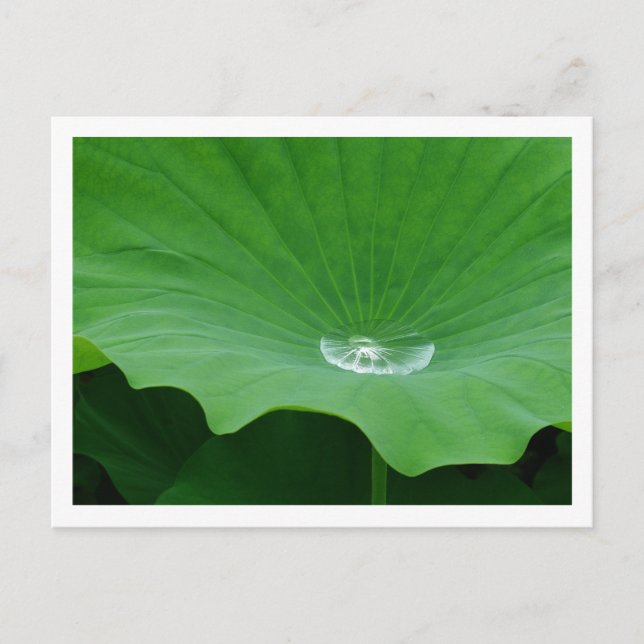 Rainwater on a Lotus Leaf: Japan Postcard (Front)