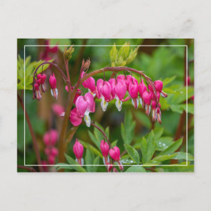 Rainy Day Bleeding Hearts Close-up Postcard