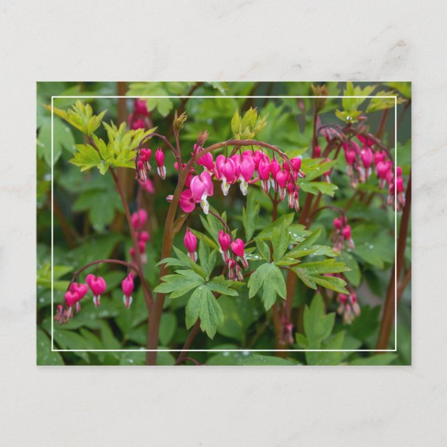 Rainy Day Bleeding Hearts Postcard (Front)