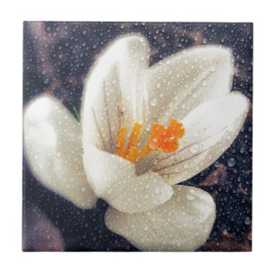Rainy Day Crocus Flower Tile