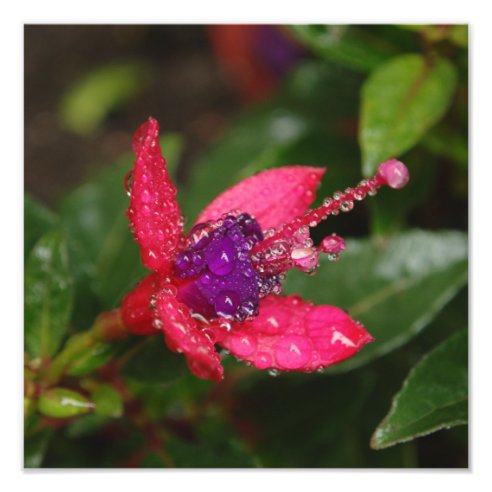Fuschia Art &amp; Wall Décor | Zazzle.co.uk