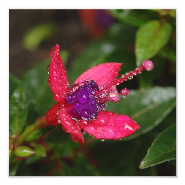 Fuschia Art &amp; Wall Décor | Zazzle.co.uk