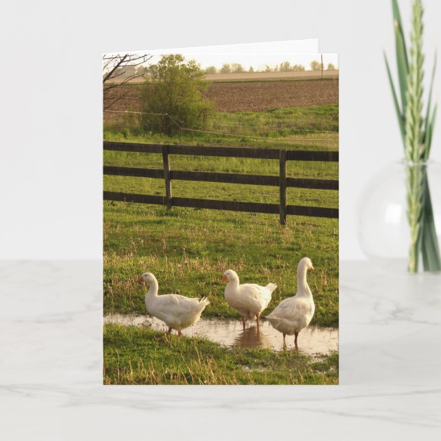 Rainy Day Geese Card (Front)