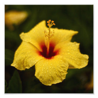Rainy Day Hibiscus Photo Print