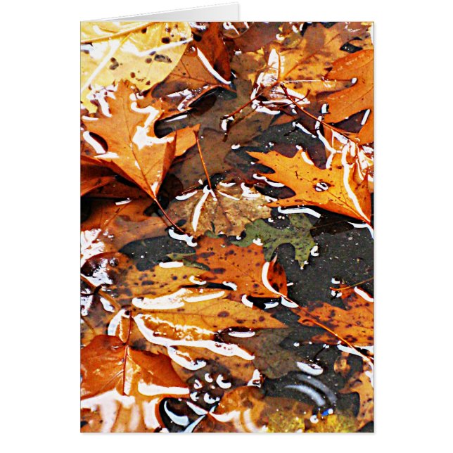 Rainy Fall Leaves (Front)