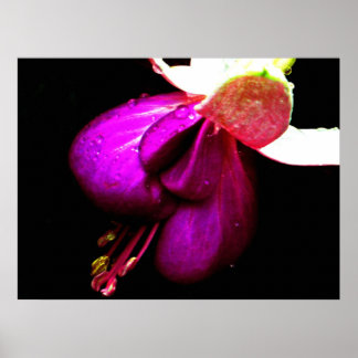 Fuschia Art, Posters &amp; Framed Artwork | Zazzle.co.uk