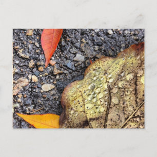 Rainy Leaves Postcard
