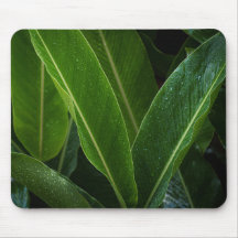 Rainy tropical leaves, simple nature