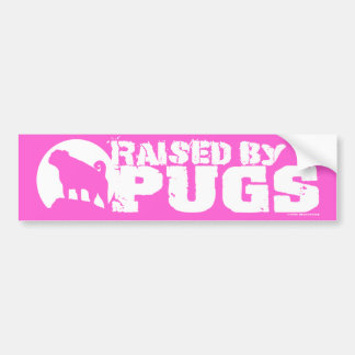 RAISED BY PUGS Pink Bumper Sticker