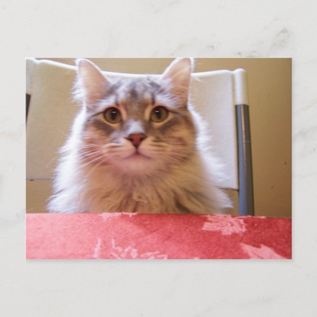 Raisin adventures Postcard (Front)