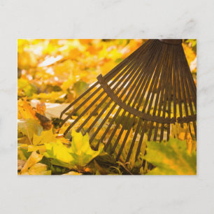 Rake And Leafs Postcard