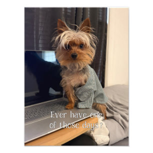 Ralphie the Teacup Yorkie One of Those Days Photo Print