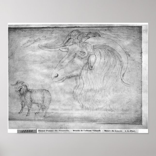 Ram and head of a ram poster (Front)