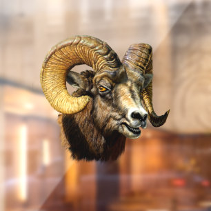 Ram Bighorn Sheep Wild Nature Window Cling