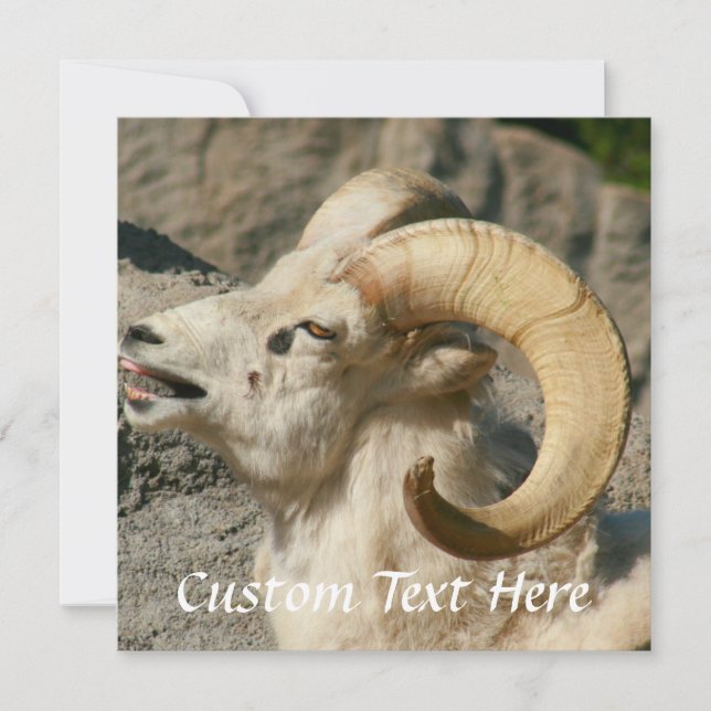 Ram or Bighorn Sheep Laughing (Front)