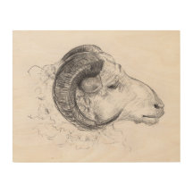 Ram - Original Drawing on Wood Canvas