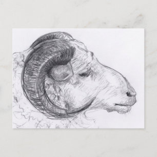 Ram Original Drawing Postcard