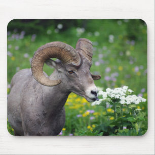 Ram - Smelling the Flowers Mouse Mat