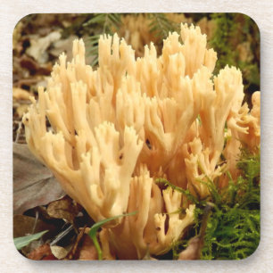 Ramaria stricta Fungi Hard Plastic Coasters