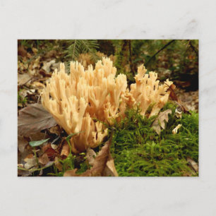 Ramaria stricta Fungi Postcard