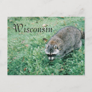 Ramblin' Racoon Postcard