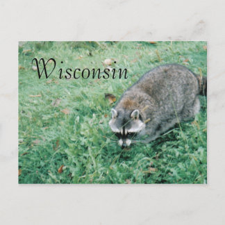 Ramblin' Racoon Postcard