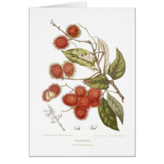 Rambutan