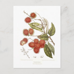 Rambutan Postcard