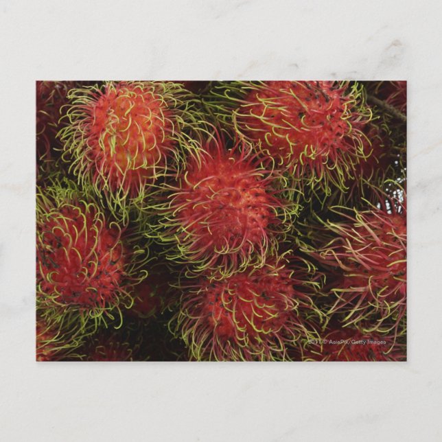 Rambutan Postcard (Front)