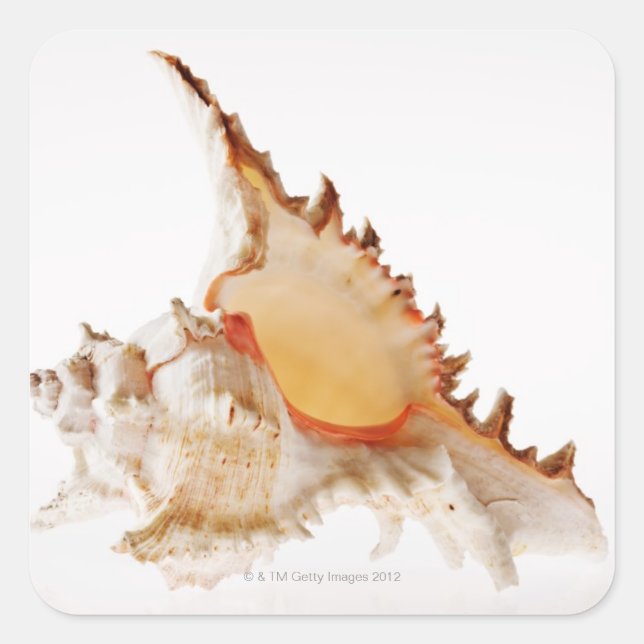 Ramose Murex (Chicoreus ramosus) shell against Square Sticker (Front)