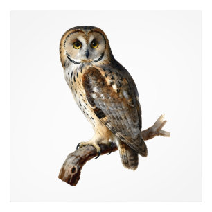 “Randolph” - A Watchful Silence, An Owl’s Portrait Photo Print