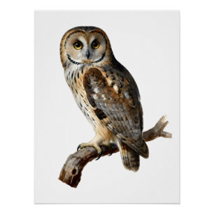 “Randolph” - A Watchful Silence, An Owl’s Portrait Poster