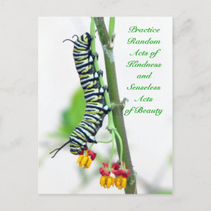 Random Acts of Kindness - Monarch Caterpillar Postcard