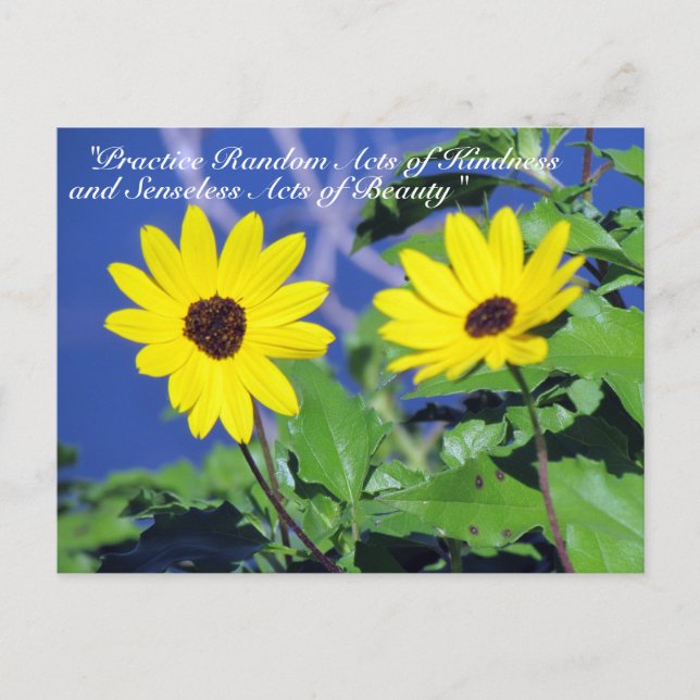 Random Acts of Kindness Postcard- Black Eyed Susan Postcard (Front)