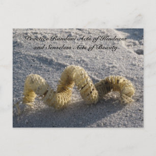 Random Acts of Kindness Postcard - Conch / Beach