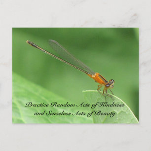 Random Acts of Kindness Postcard - Damselfly