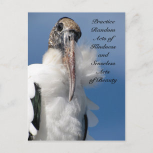 Random Acts of Kindness Postcard - Wood Stork
