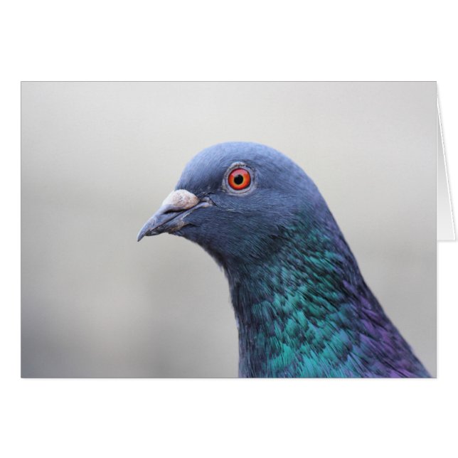 Random Pigeon (Front Horizontal)