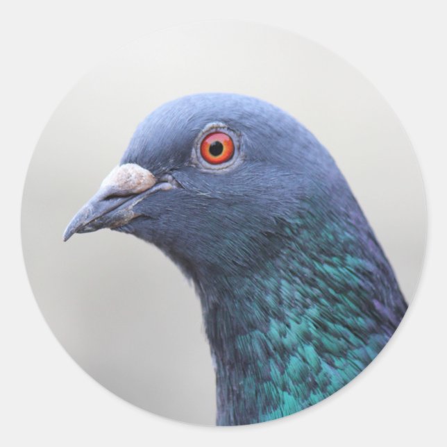 Random Pigeon Classic Round Sticker (Front)