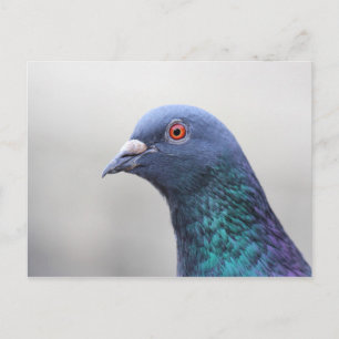 Random Pigeon Postcard