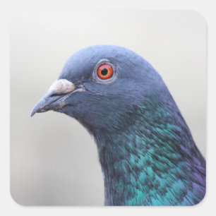 Random Pigeon Square Sticker