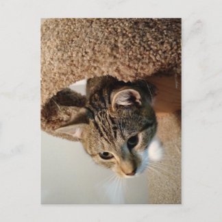 Ranger the Cat Postcard