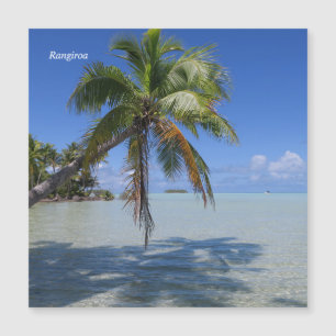 Rangiroa Palm Tree
