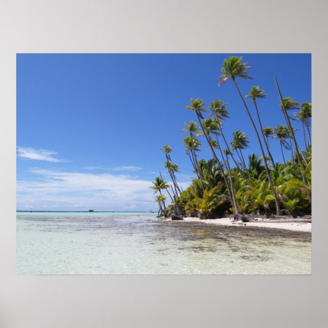 Rangiroa palm trees poster (Front)