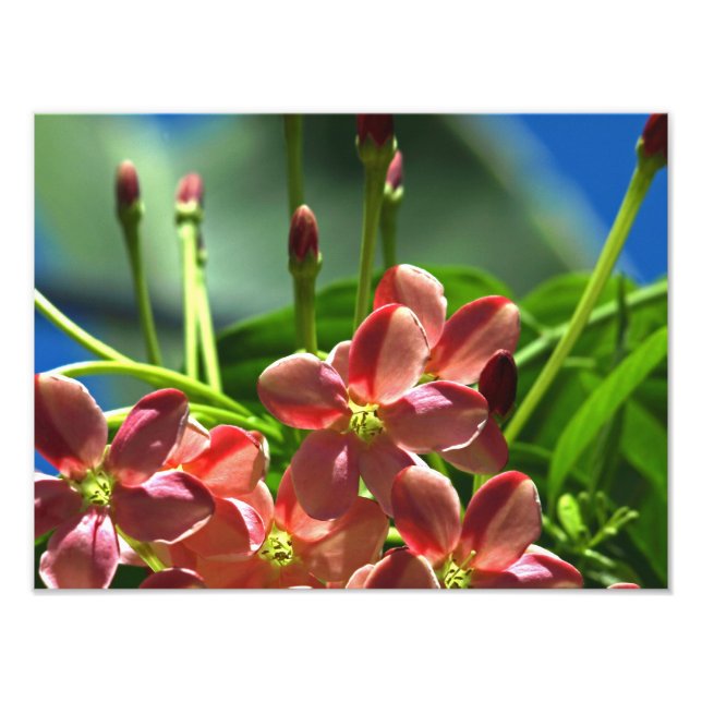 Rangoon Creeper blossoms Photo Print (Front)