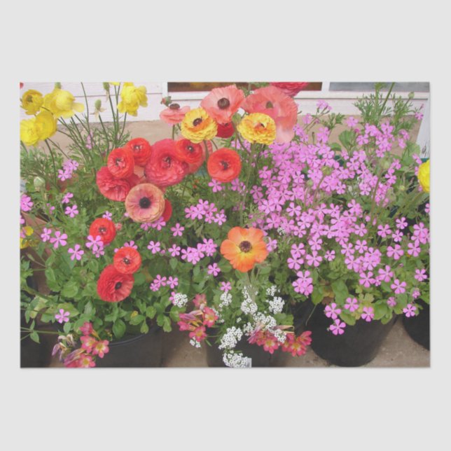 Rannunculus Spring Bulbs Birthday Pink Garden Tissue Paper (Front)