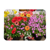 Rannunculus Spring Bulbs floral Flowers Flower