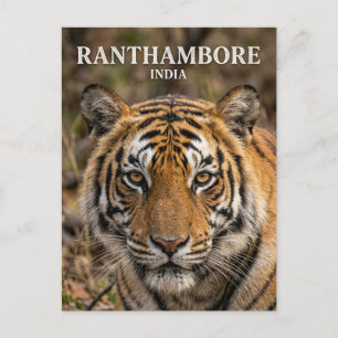 Ranthambore National Park India Postcard
