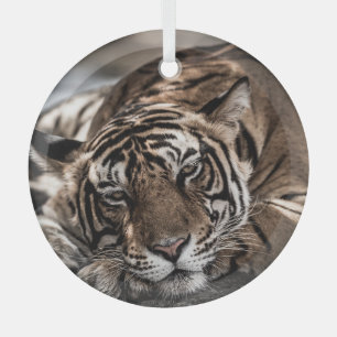 Ranthambore tiger: close-up fine art. glass tree decoration